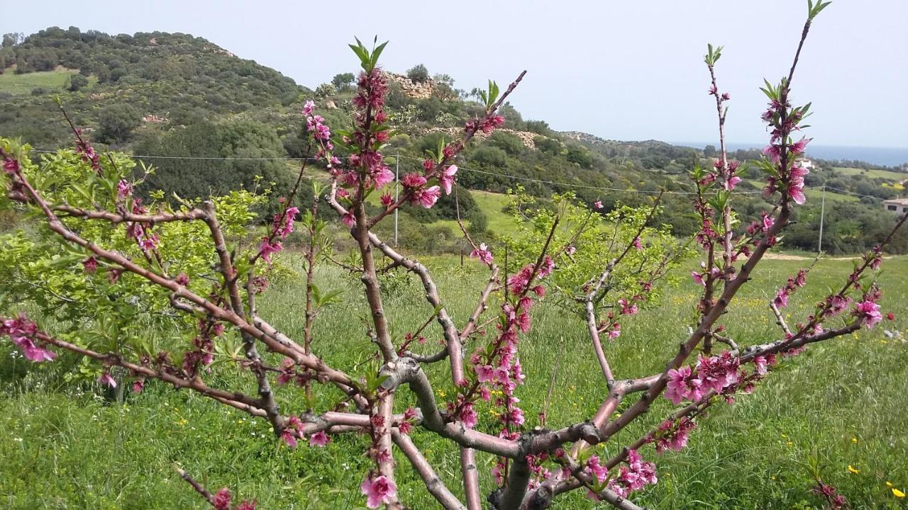 La Casetta Rosa Tertenìa Zewnętrze zdjęcie